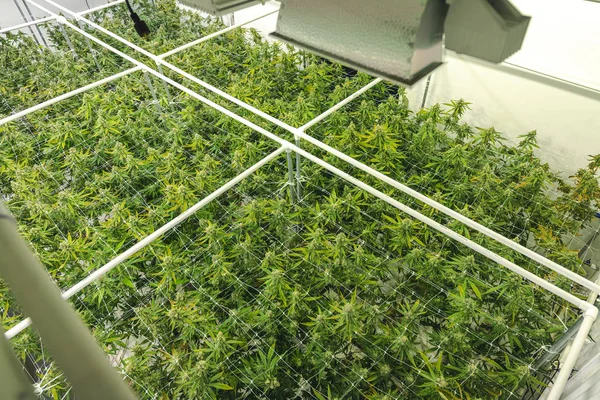 蓄势待发植物室内大麻栽培背景研究 — 图库照片