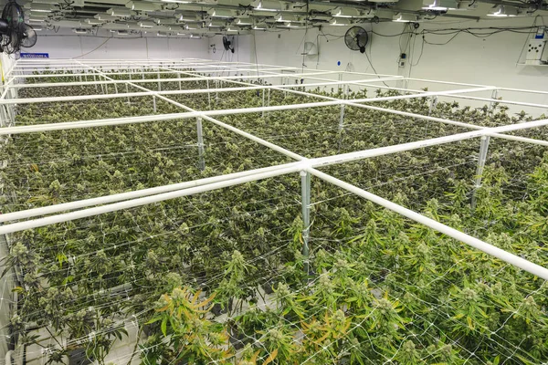 Kalın Kenevir Bitkisi G ile Marihuana Serası Binası