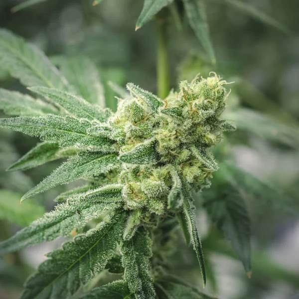 Macro Marijuana Bud with Trichrome Crystals on Soft Blurry Backg — Stock Photo, Image