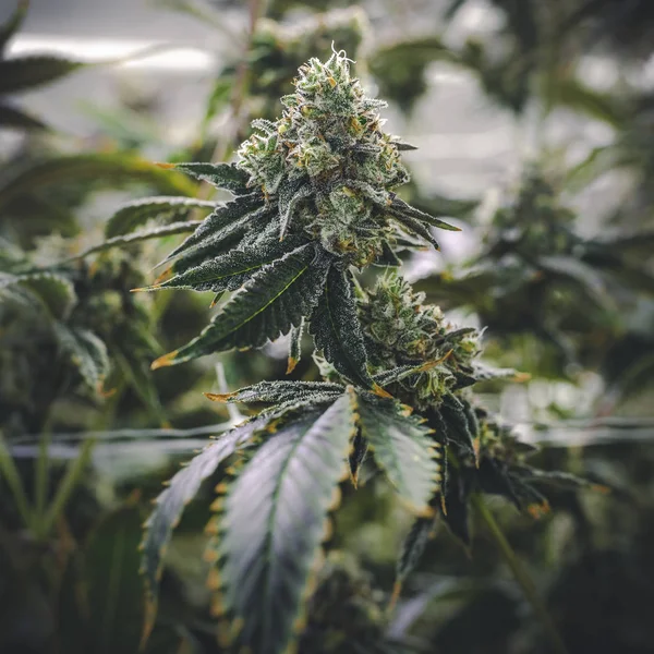 Moody Verlichting op Marijuana Bud Groeien op Plant Indoor — Stockfoto