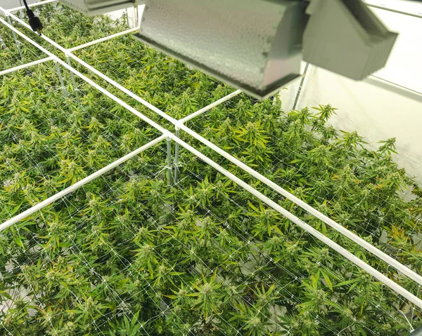 Rostlinný baldachýn marihuany rostoucí ve vládou schváleném vnitřním prostoru F — Stock fotografie