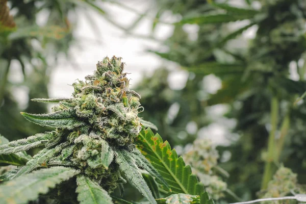 Stunning Marijuana Bud Growing on Leafy Plant with Blurred Indoo — Stock Photo, Image