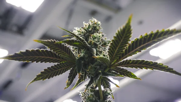 Στυλιζαρισμένη μαριχουάνα φυτό Bud θέμα Καλλιέργεια κάτω από το φως αποθήκη — Φωτογραφία Αρχείου