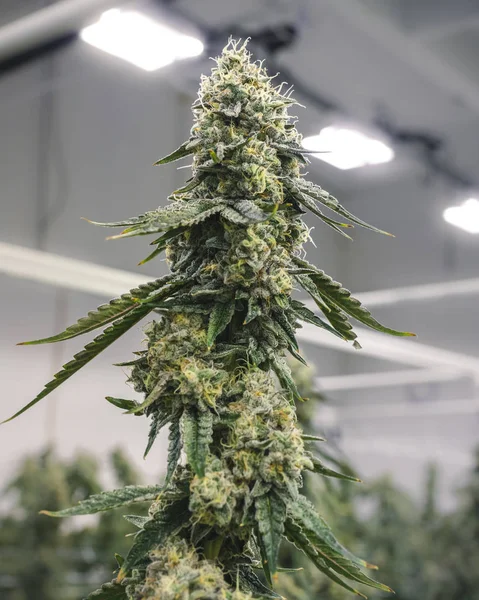 Uzun Marihuana Bud Kapalı Ticaret Bahçesi 'nde Bitki Yetiştiriyor 