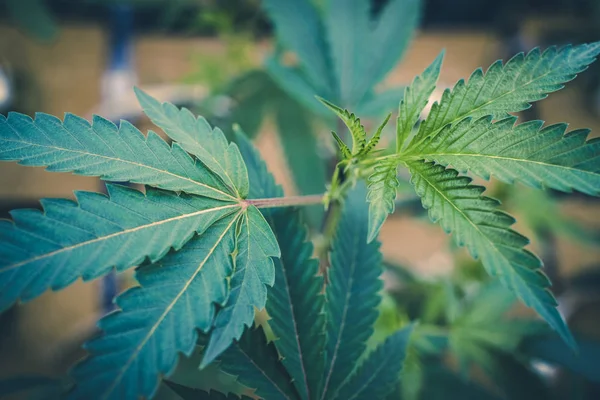 Stilisierte bunte Baby-Marihuana-Pflanze Blatt Hintergrund — Stockfoto