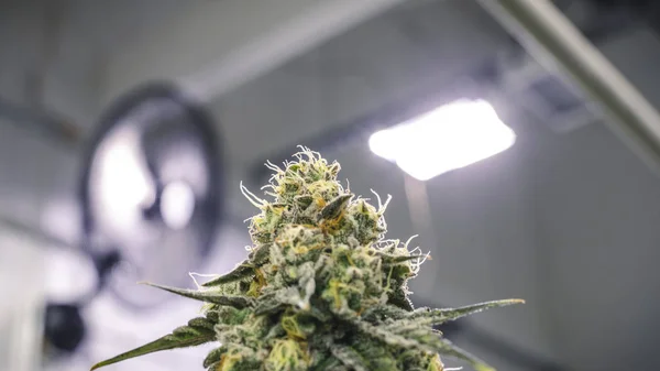 Top Bud of Marijuana Plant Growing Under Commercial Grow Warehou — Foto de Stock