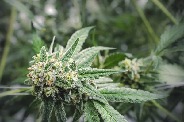 Unkrautknospenkristalle hängen an Zweig von Indoor-Cannabispflanze — Stockfoto