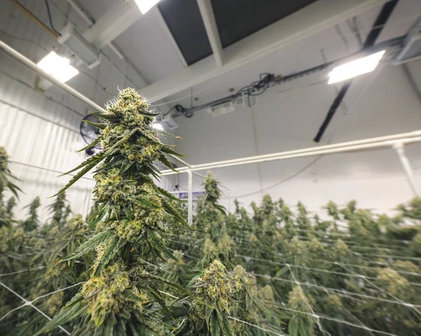 Piante di Cannabis in fabbrica sotto le luci interne Foto Stock