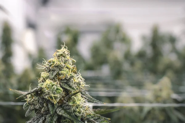 Legale Marijuana Grow Building con Big Bud e sfondo Sfocatura Immagine Stock