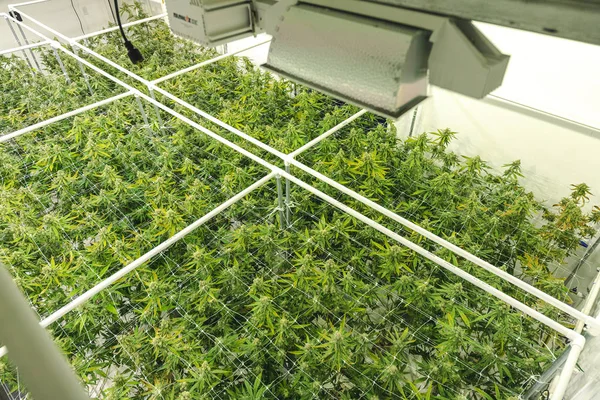 Νομική Εμπορική Cannabis Αποθήκη Top γωνία για φωτεινό πράσινο Εμείς Εικόνα Αρχείου