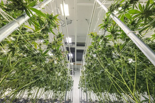 Взгляд на ростки марихуаны, растущие в закрытом помещении F Стоковая Картинка