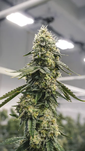 Ψηλή μαριχουάνα Bud Καλλιέργεια εσωτερική πλαίσιο για Smart Phone Wallpap Φωτογραφία Αρχείου