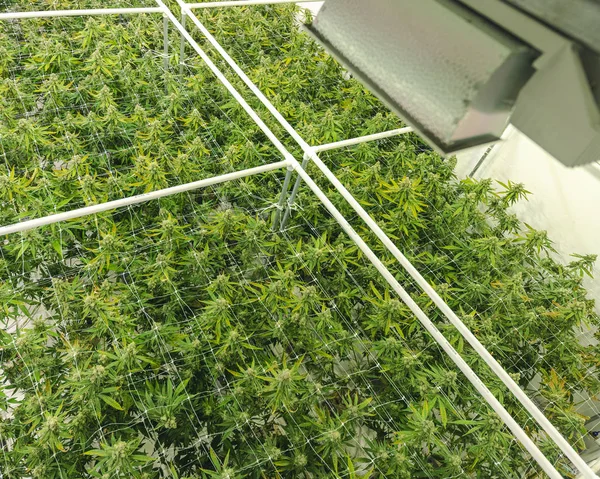Άποψη της Μαριχουάνα φυτό θόλο Καλλιέργεια κάτω από εμπορικό Ware Εικόνα Αρχείου