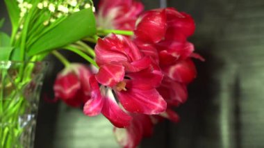 Siyah arka planda kırmızı çiçek. Gölgeler ve ışık oyunu