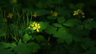 Yeşil yapraklı sarı çelenk çiçeği. Işık huzmesi oyunu