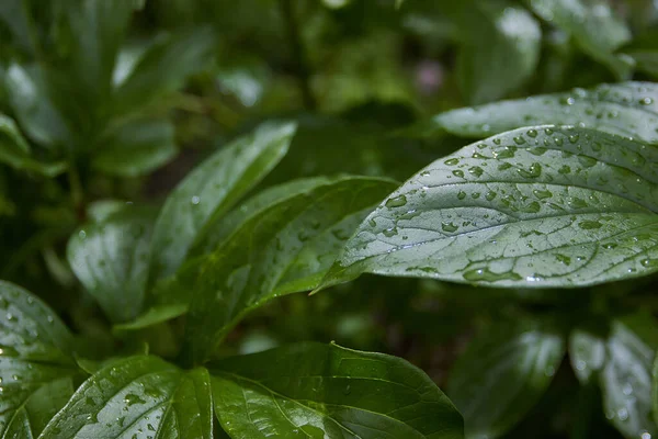 Зеленые Листья Растения Каплями Дождя Красивое Фото Высокое Качество Фото — стоковое фото