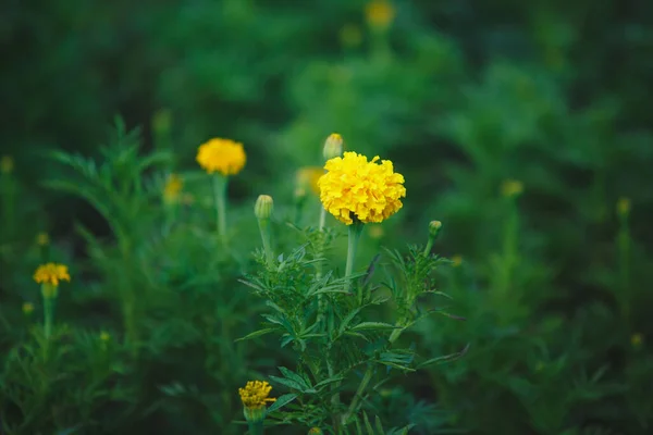 Bela Flor Amarela Calêndula Fundo Verde Borrão Foto Muito Alta — Fotografia de Stock