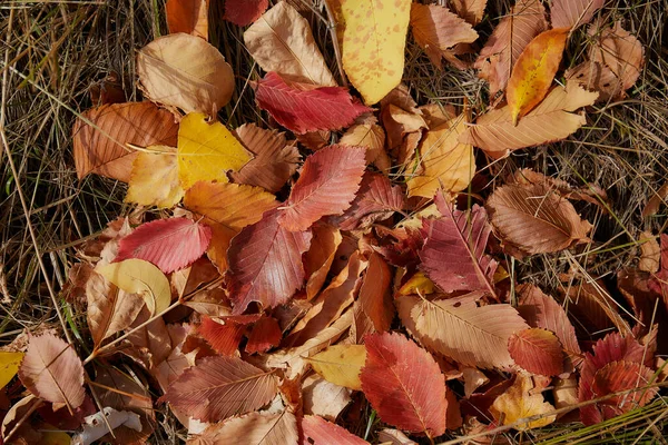 Herbstblätter Von Wildpflanzen Allgemeiner Plan Hochwertiges Foto — Stockfoto