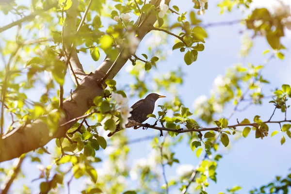 Птица Скворец Сидит Ветвях Цветущей Яблони Эффект Солнечного Света Высокое — стоковое фото