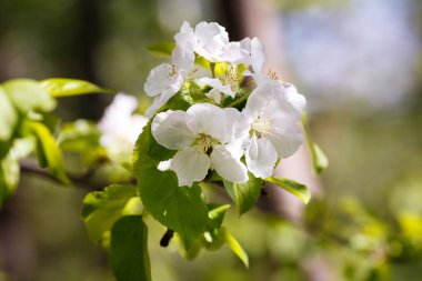 Büyük pona 'da çiçek açan elma ağaçları. Güneş ışığının etkileri. Yüksek kalite fotoğraf