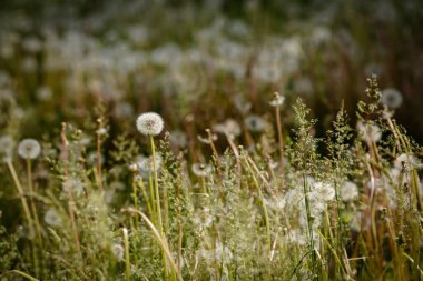 Yeşil arka planda tohumları olan karahindiba tarlaları. Yüksek kalite fotoğraf