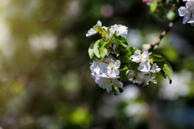 Büyük pona 'da çiçek açan elma ağaçları. Güneş ışığının etkileri. Yüksek kalite fotoğraf