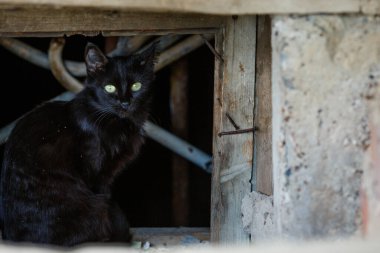 Kara kedi eski bir pencere pervazında oturur ve kameraya bakar. Yüksek kalite fotoğraf