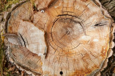 Ormanda bir ağaç dilimi. Çok kaliteli bir fotoğraf.