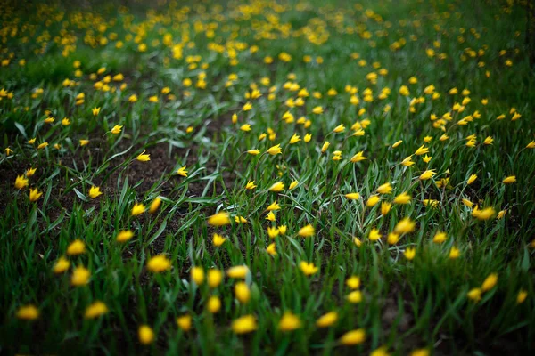 Gul Solrosor Fältet Mycket Hög Kvalitet Foto — Stockfoto