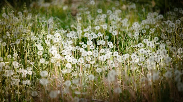 Fält Maskrosor Med Frön Grön Bakgrund Högkvalitativt Foto — Stockfoto