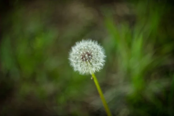 Квітка Олігархічної Кульбаби Зеленому Фоні Розмиванні Дуже Якісна Фотографія — стокове фото