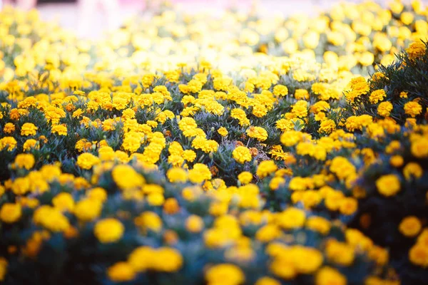 Des Fleurs Jaunes Sur Terrain Photo Été Photo Très Haute — Photo