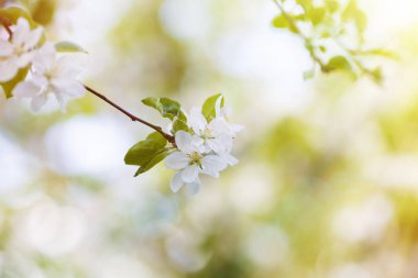 Büyük pona 'da çiçek açan elma ağaçları. Güneş ışığının etkileri. Yüksek kalite fotoğraf