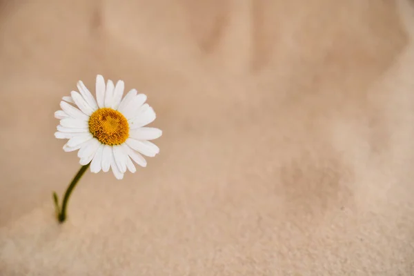 Margarida Solitária Cresce Areia Deserto Lugar Para Sms Foto Alta — Fotografia de Stock