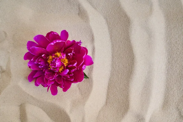 赤い牡丹の美しい花は熱い砂漠の砂の上にあります 高品質の写真 — ストック写真