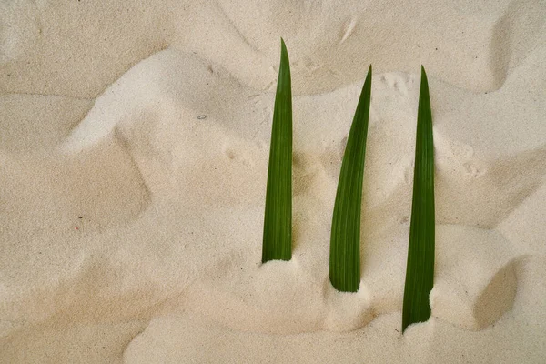 Drie Groene Irisbladeren Liggen Het Hete Zand Van Woestijn Hoge — Stockfoto