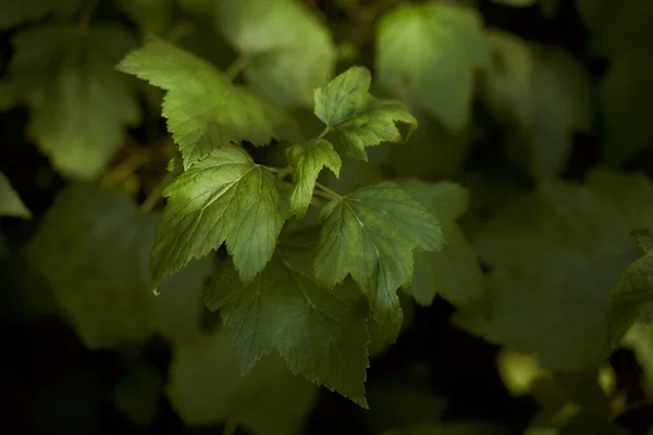 Зеленые Листы Смородины Лучах Солнца Высокое Качество Фото — стоковое фото