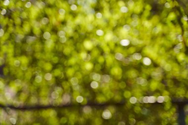 Yaprak ağaçlarının arka planında bulanıklık var. Tasarım ekleme için arka plan. Yüksek kalite fotoğraf