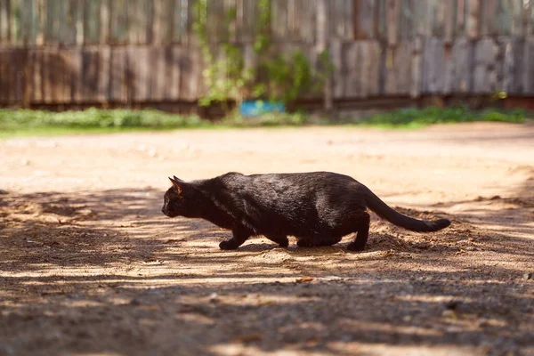 Schwarze Katze Hockte Sich Hinunter Springen Hochwertiges Foto — Stockfoto