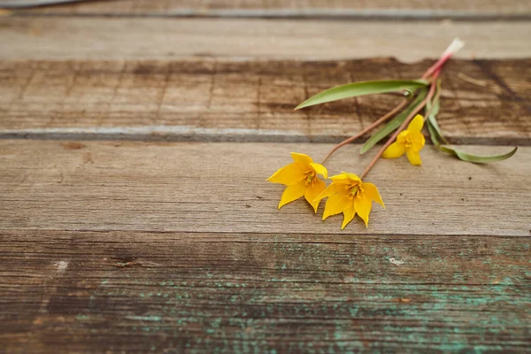 Yellow Woodland Tulipas Tulipas Selvagens Fundo Madeira Close Foto Alta — Fotografia de Stock