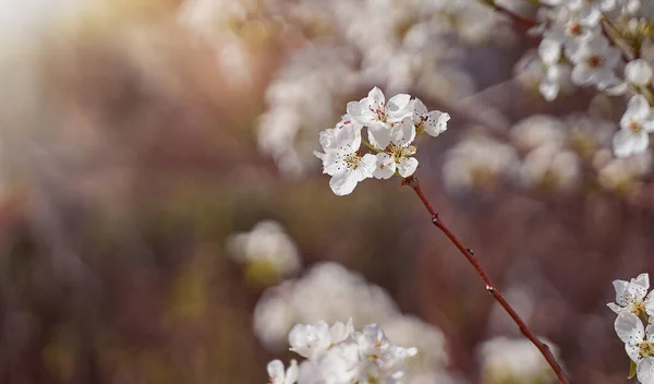 사과꽃은 흐리고 자연적 배경에 고품질 — 스톡 사진