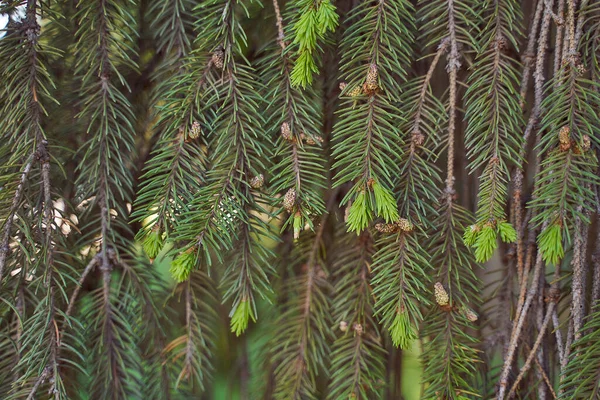 Spruce Branches Cones High Quality Photo — Stock Photo, Image