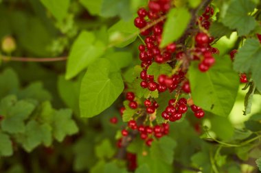Yeşil yapraklı kırmızı frenk üzümü. Güneşle aydınlatılıyor. Yüksek kalite fotoğraf