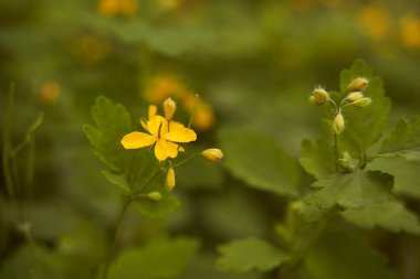 Yaz ormanındaki Celandine Bitkisinin Yakın Çekimi. Yüksek kalite fotoğraf