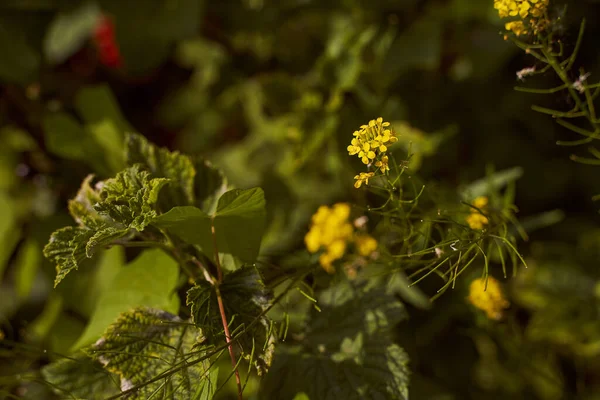Agrião Inverno Comestível Uma Flor Selvagem Amarela Close Foto Alta — Fotografia de Stock