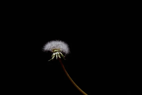 Fluffy Paardenbloem Een Zwarte Achtergrond Hoge Kwaliteit Foto — Stockfoto