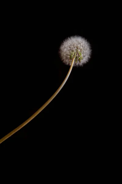 Dandelion Fofo Fundo Preto Foto Alta Qualidade — Fotografia de Stock