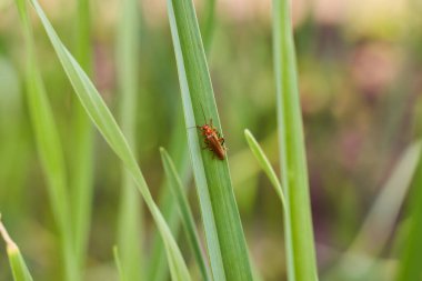 Kırmızı böcek asker sarımsağın üzerinde çırpılmış. Yüksek kalite fotoğraf