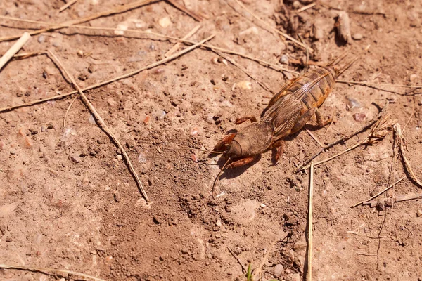 Very Big Medvedka Mole Cricket Cracked Ground Close Macro Photography — Stock Photo, Image