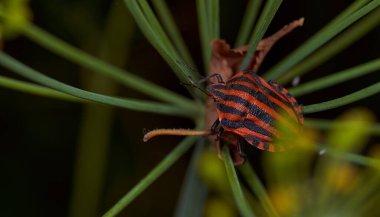 Dereotu Graphosoma italicum 'un yeşil dalında kırmızı çizgili böcek, kırmızı ve siyah çizgili koku böceği, Pentatomidae. Yüksek kalite fotoğraf